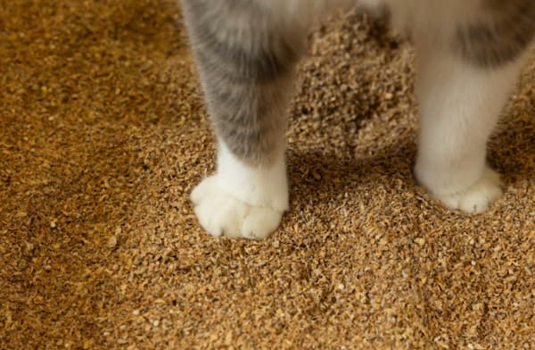 cat paws in litter from Catalyst