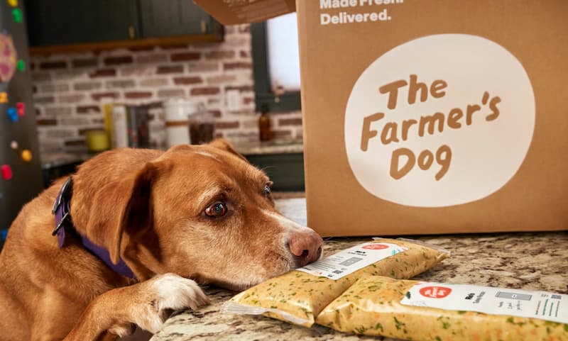 The Farmer's Dog as dog looks on dog poor appetite