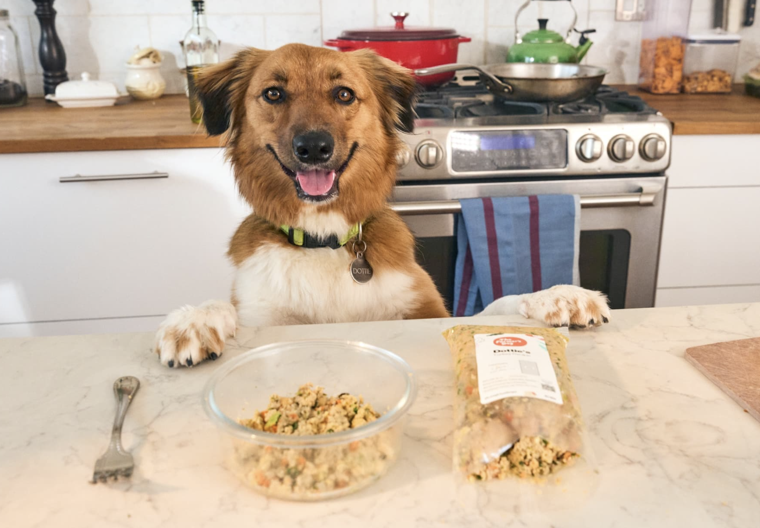 vetstreet.com - Carol Bryant - Is Fresh Dog Food Easier to Digest?