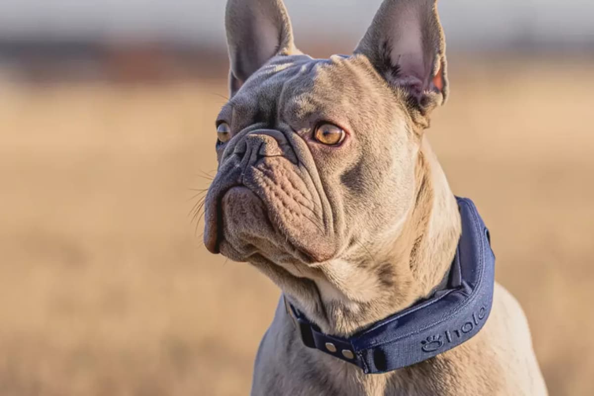 Halo Dog Collar Review: A Veterinarian’s Honest Look 