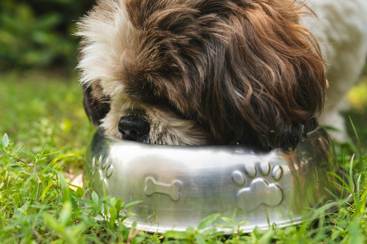 Fresh vs. Kibble: How Processing Affects Nutrient Quality in Dog Food