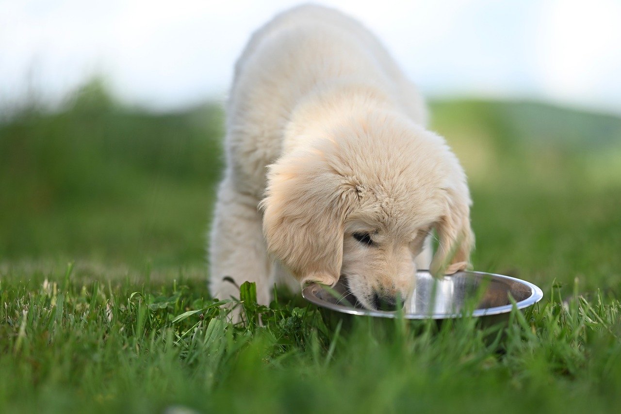 How Food Texture and Aroma Influence Appetite in Dogs