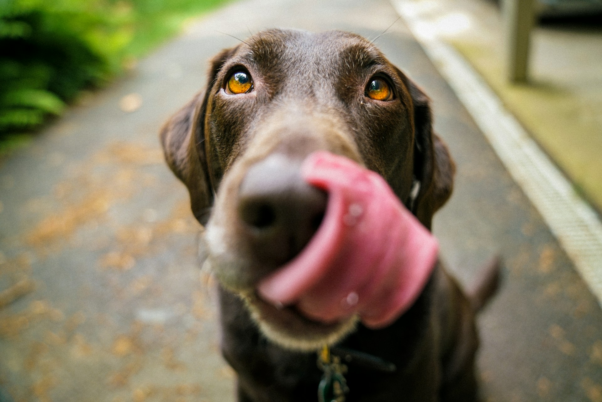 Why Some Dogs Suddenly Stop Eating (and When Diet Is the Cause)