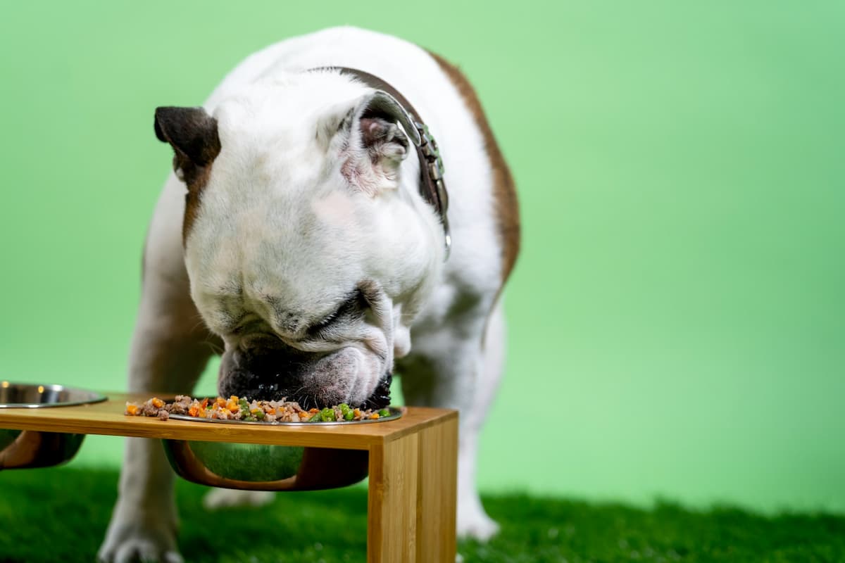 Understanding Dog Food Labels: Ingredients vs. Nutrition