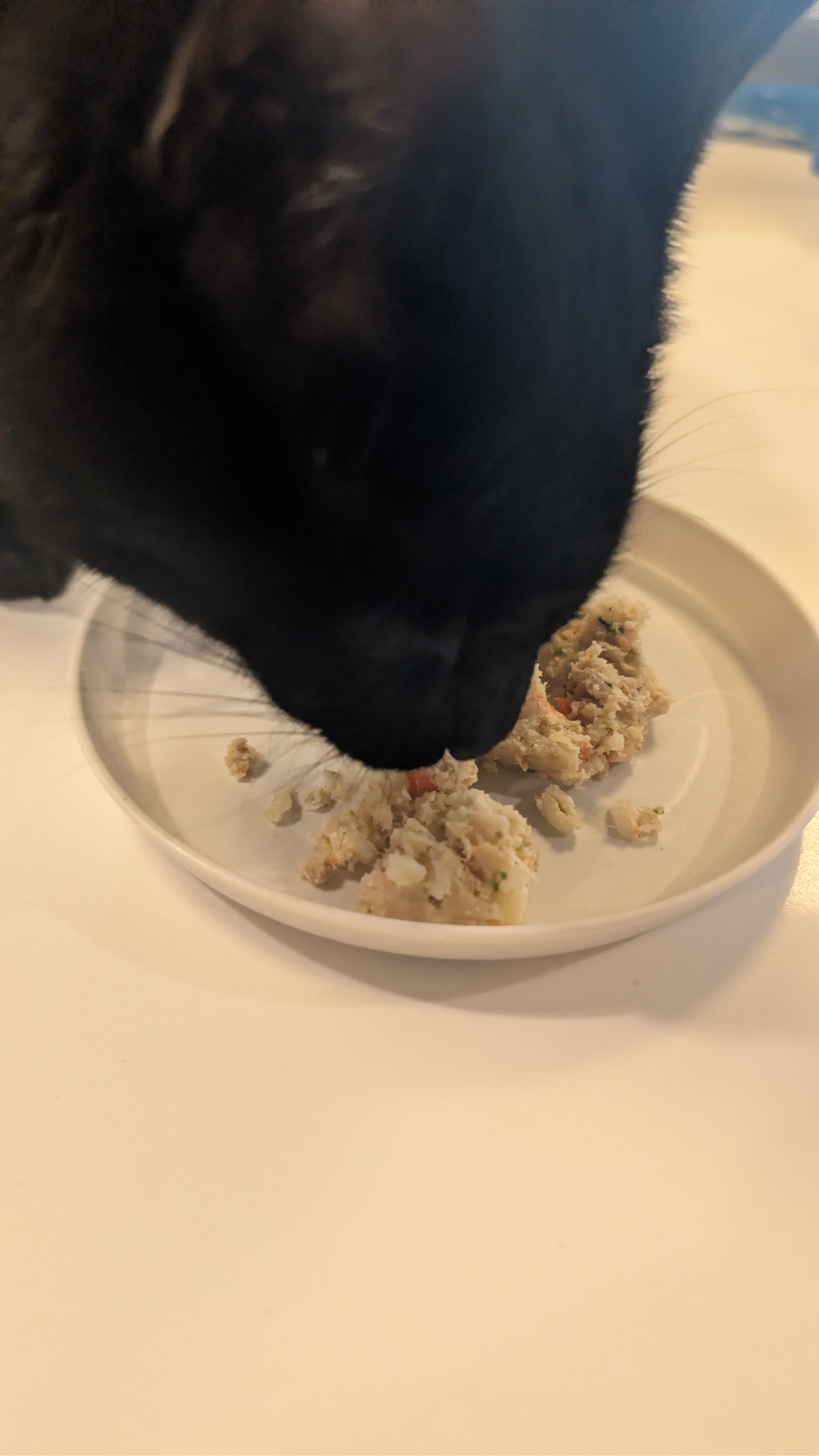 Black cat eating gently cooked Chi Cat fresh food from a white plate