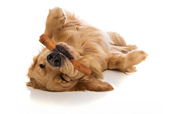 Are Rawhide Chews Safe for Dogs? A Vet's Guide