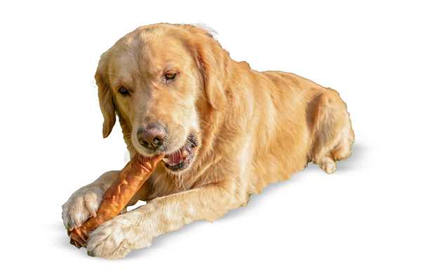 Safe Chews for Dogs: A Vet's Buyer Guide