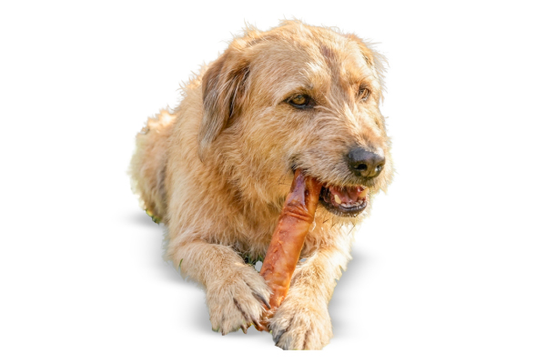 Highly Digestible Dog Chews: A Vet's Guide to the Science