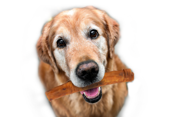 Long Lasting Dog Chews: A Vet-Informed Pet Parent Guide