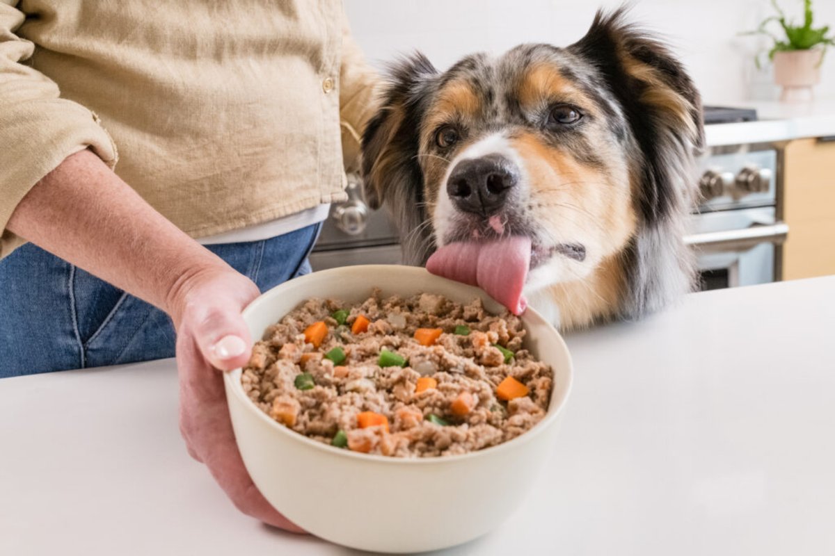 Is JustFoodForDogs Actually Good? Real Reviews & Verdict