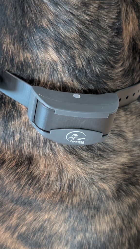 Close view of the SportDOG receiver fitted on a brindle dog’s neck