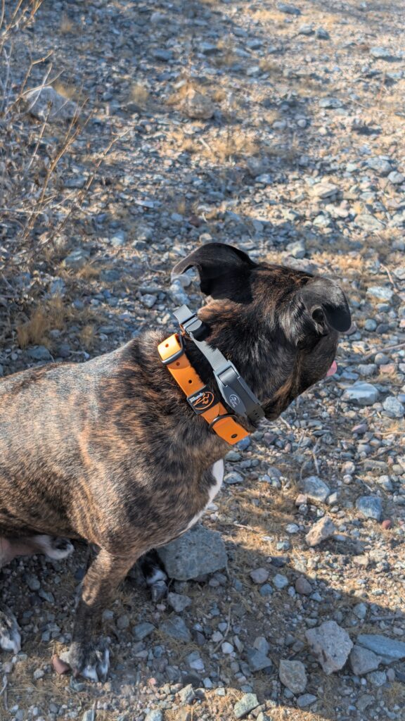 Brindle dog on a rocky trail wearing the SportDOG receiver and a separate orange walking collar