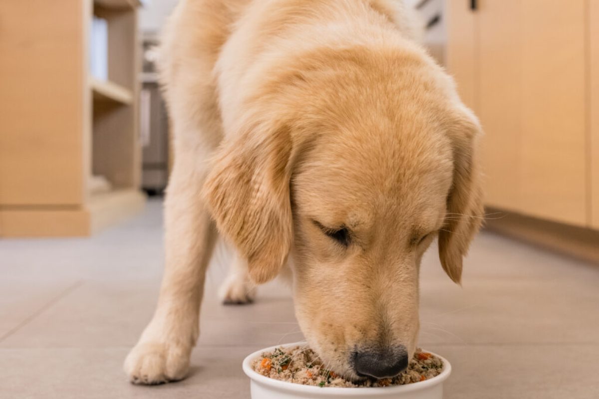 Feeding a Dog With Diabetes: What Vets Look for in Diabetic Dog Food