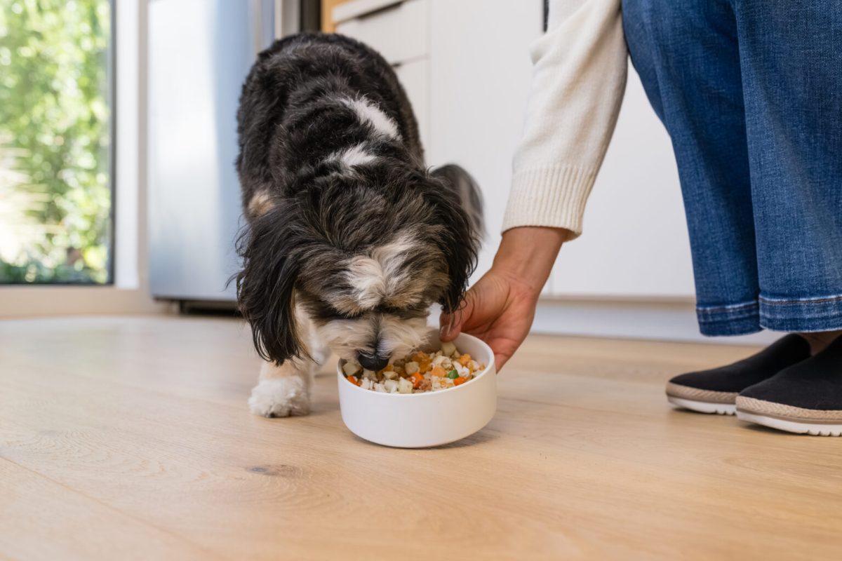 Dog Food for Joint Health: What Nutrients Matter for Dogs With Arthritis?