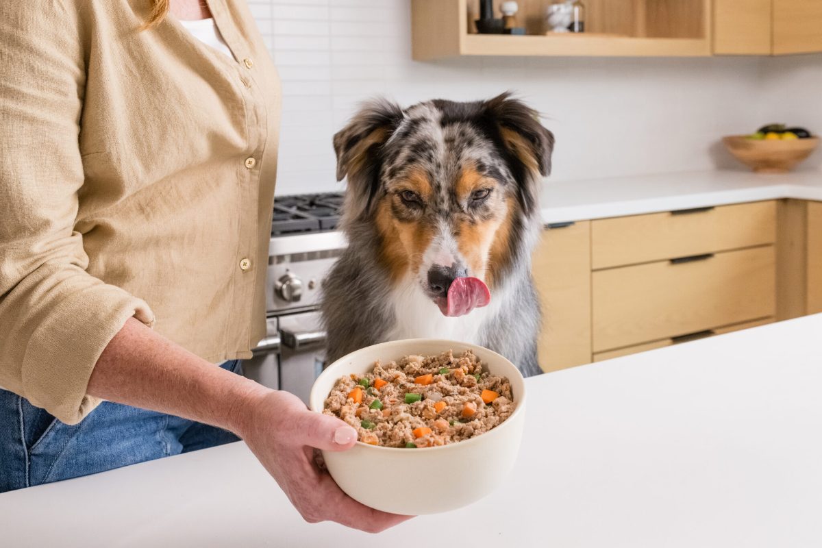 Dog Food for Liver Disease: How Vets Choose a Hepatic Support Diet