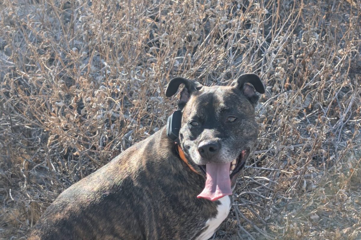 How to Use an E-Collar Safely: Our SportDOG 425X Field Guide