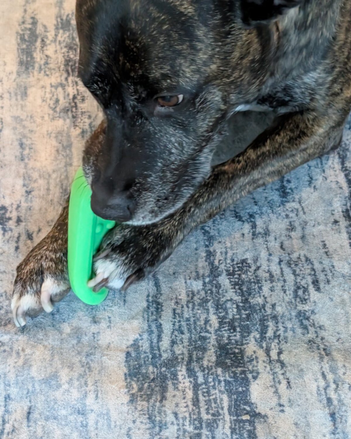 Dog pinning a firm green rubber toy under both front paws while chewing