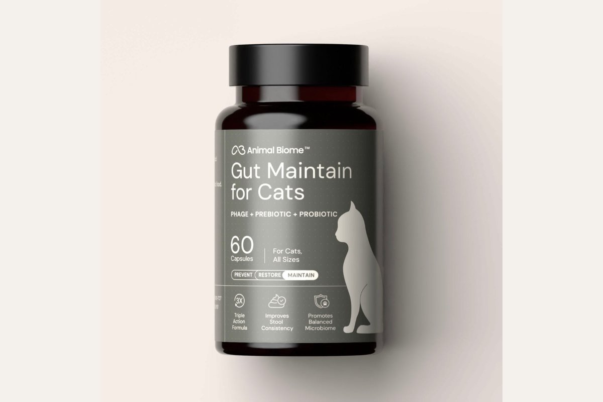 Kitten Diarrhea: Causes, Treatment, and When to Worry