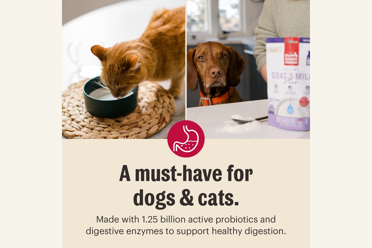 Dog and cat enjoying The Honest Kitchen goat's milk