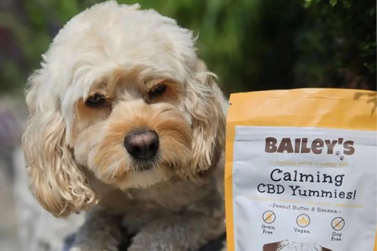CBD for Dogs: A Veterinarian-Informed Guide to Safety, Dosage & What to Look For