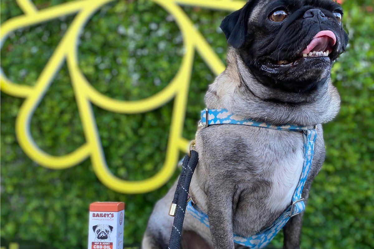 CBD for Senior Dogs: A Guide to Mobility, Joint Support & Healthy Aging
