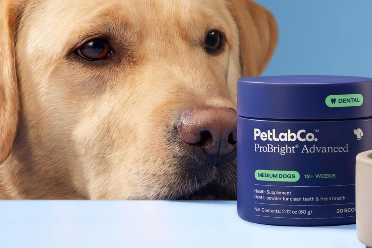 Do Dental Powders for Dogs Actually Work?
