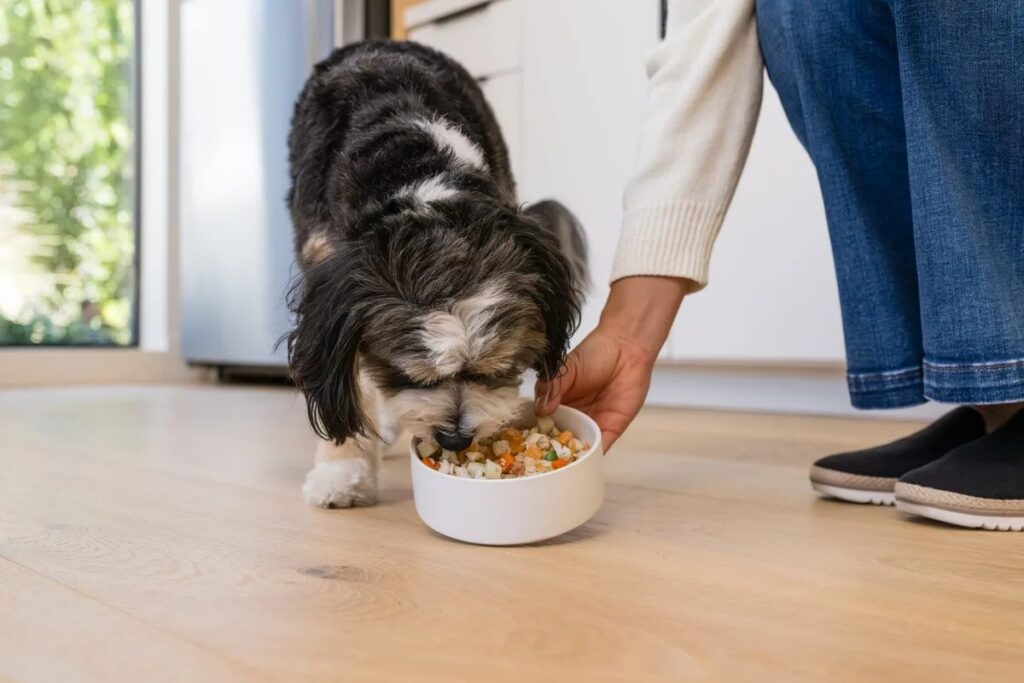 Small black-and-white dog eating fresh food from a bowl on the floor