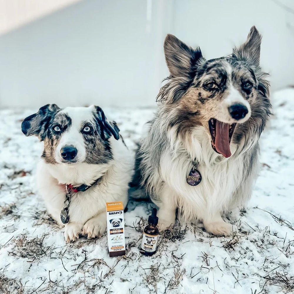 Two merle dogs sitting in the snow with a bottle and box of Bailey's Calming CBD Oil