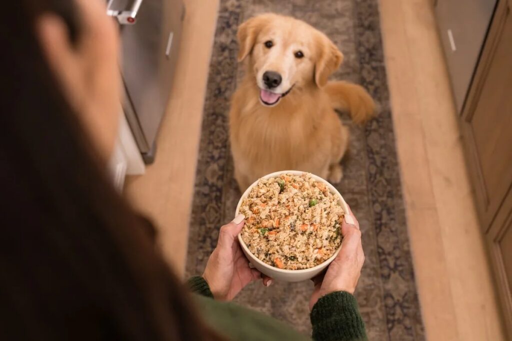 Overhead view of a golden retriever beside a bowl of fresh dog food
