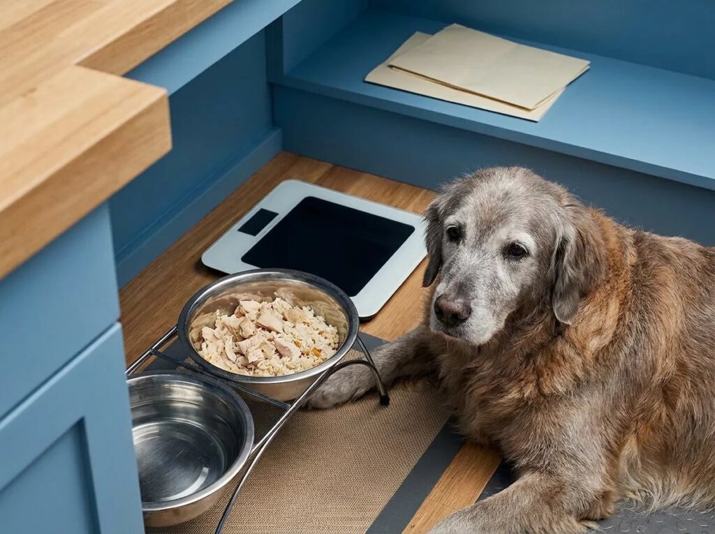 Gray-muzzled Golden Retriever resting beside bowls.