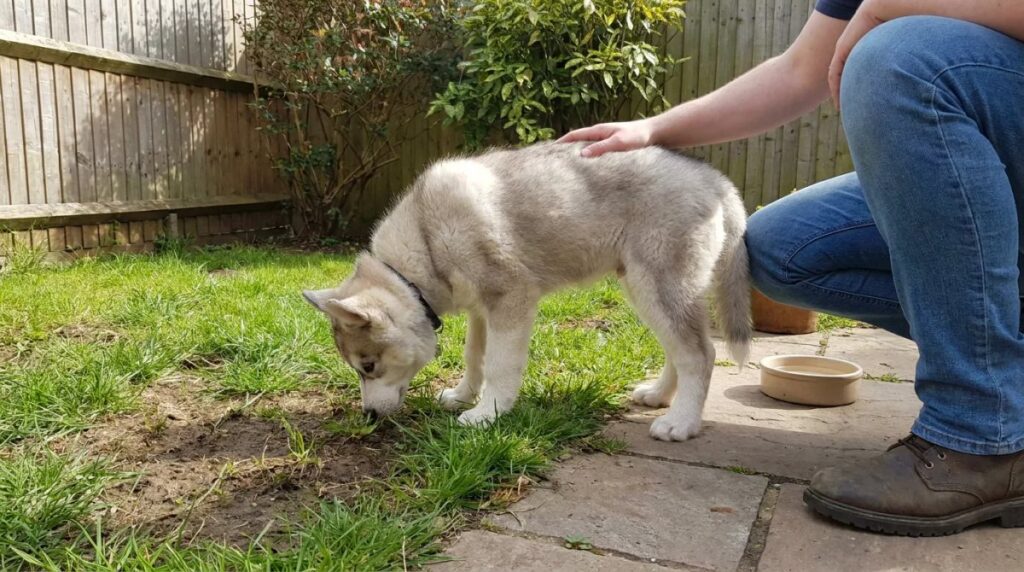 A young Husky explores a sheltered garden beside its owner