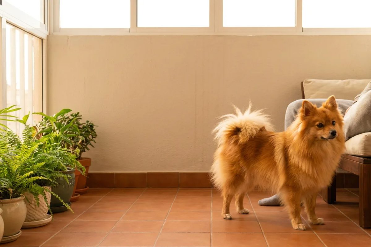 Best Dog Food for Pomeranians: Puppy and Adult Options