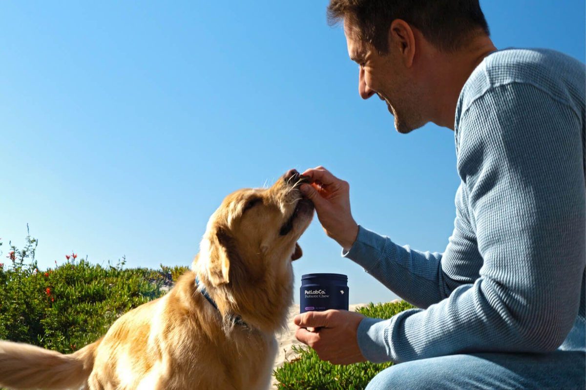 How Long Should Dogs Be On Probiotics For?