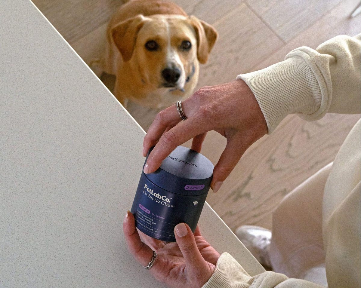 Hands open a Probiotic Chew tub with a Beagle sitting nearby.